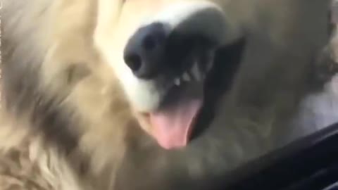Funniest Animals 🐧 - Best Funny Animal Videos 😁