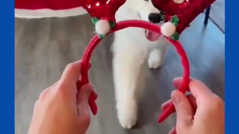 Cute dog