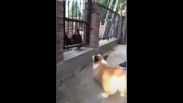 Chicken VS Dog Fight