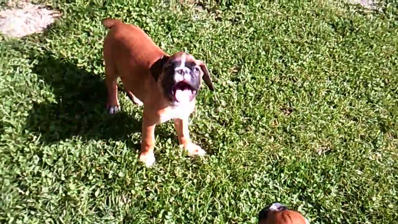 Phoenix Ridge Boxers, AKC