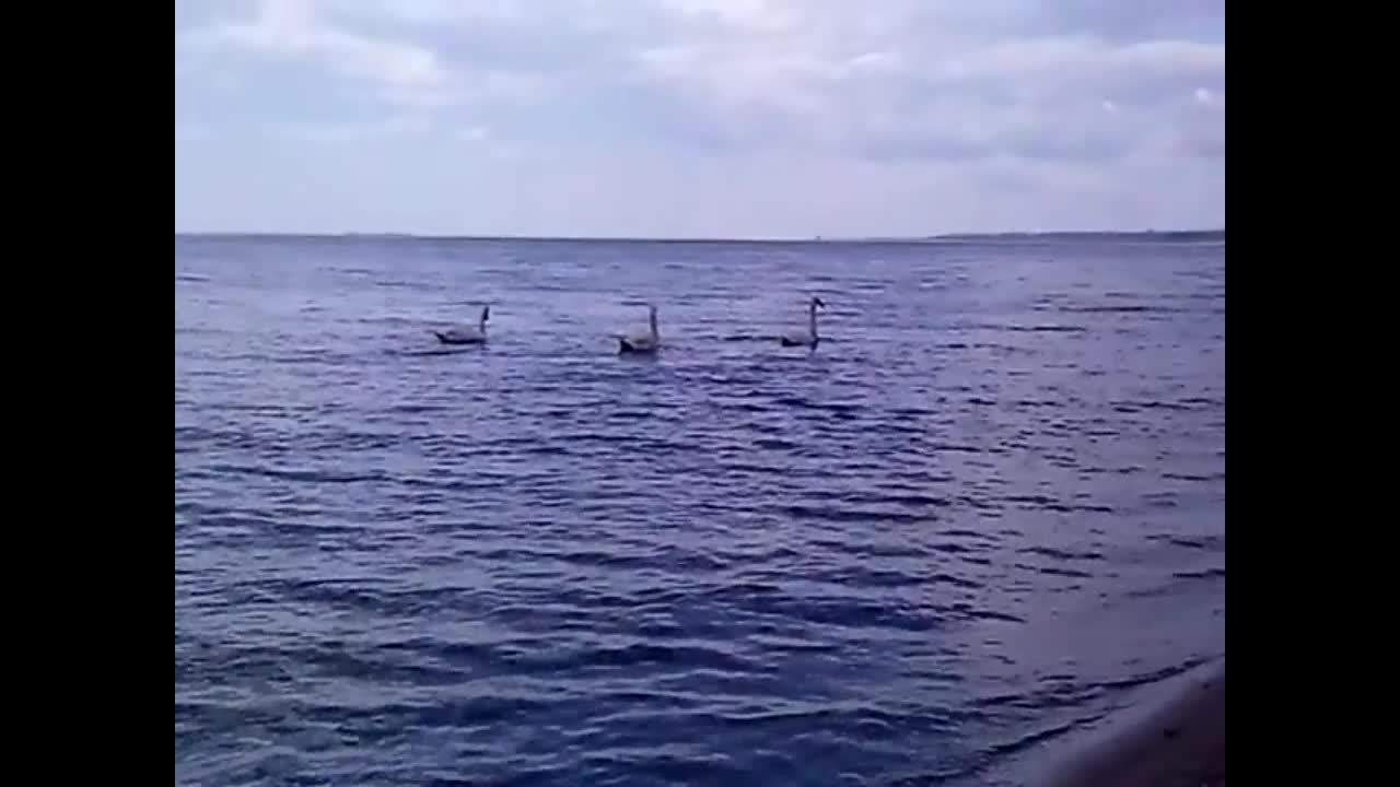 Fine birds by the shore