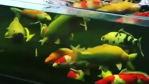 Koi fish pond