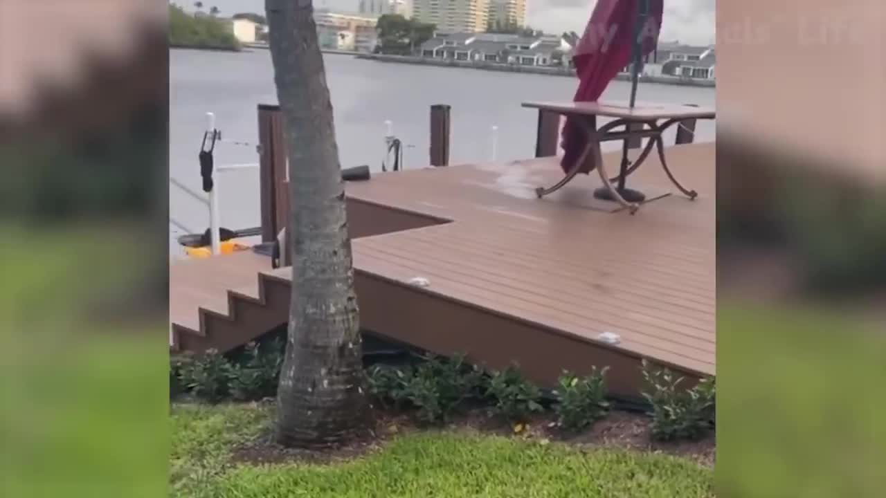 The dog slides funny along the terrace by the water