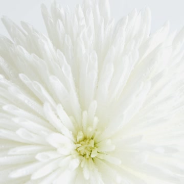 White Chrysanthemum Flower