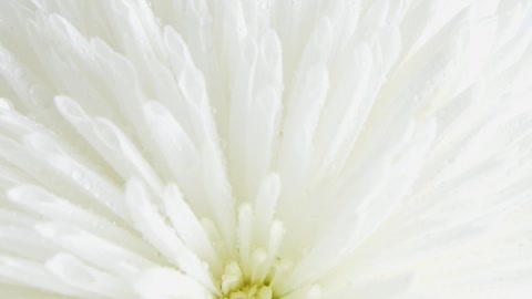 White Chrysanthemum Flower