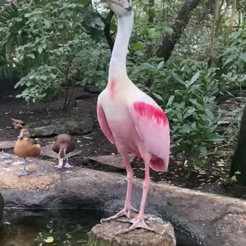 1-min Huge-beak bird flying