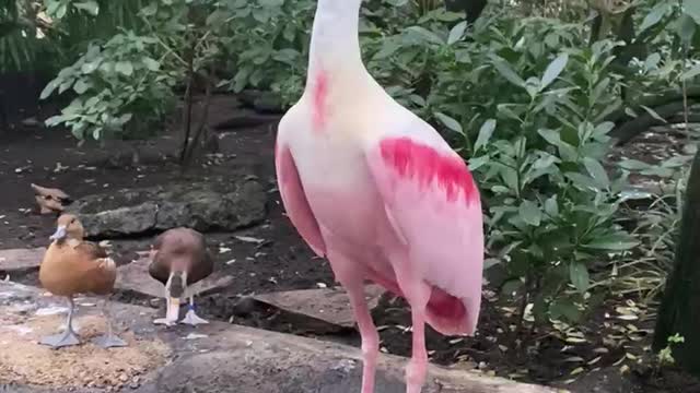 1-min Huge-beak bird flying