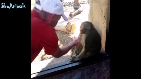 jokes with monkeys