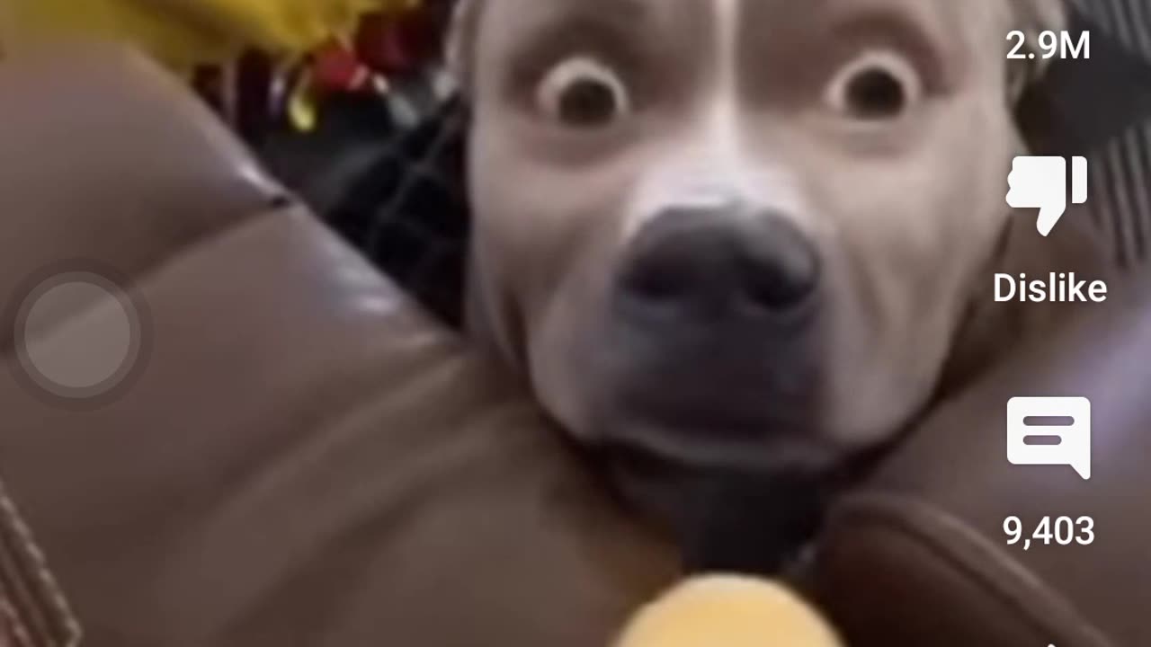 Funny dog