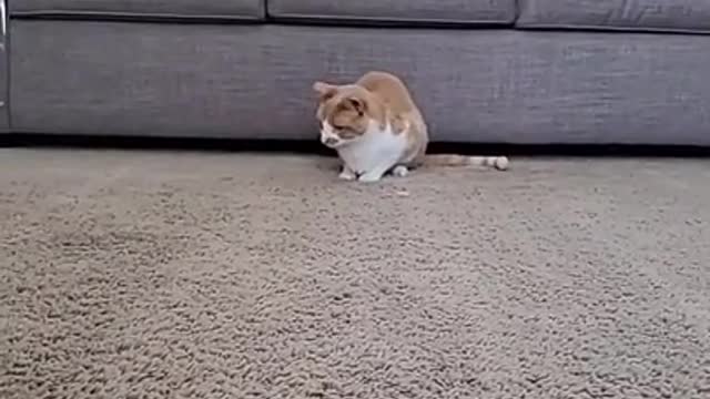 Cute and Funny Animals Videos