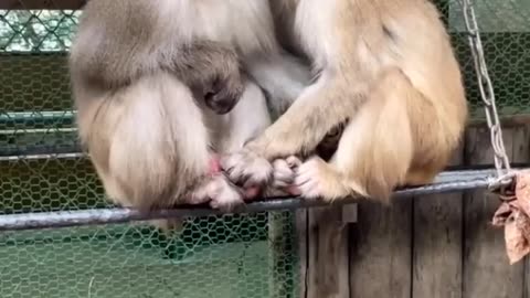 Funny Monkey Love Story (Part-9)