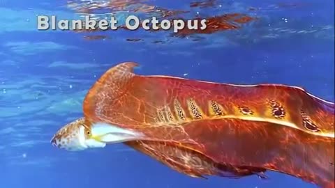 Top 10 ocean animals you will have a hard time believing exist