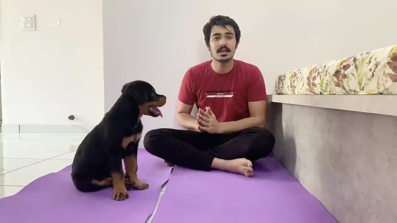 HOW TO TRAIN YOUR PUPPY FOR FOOD