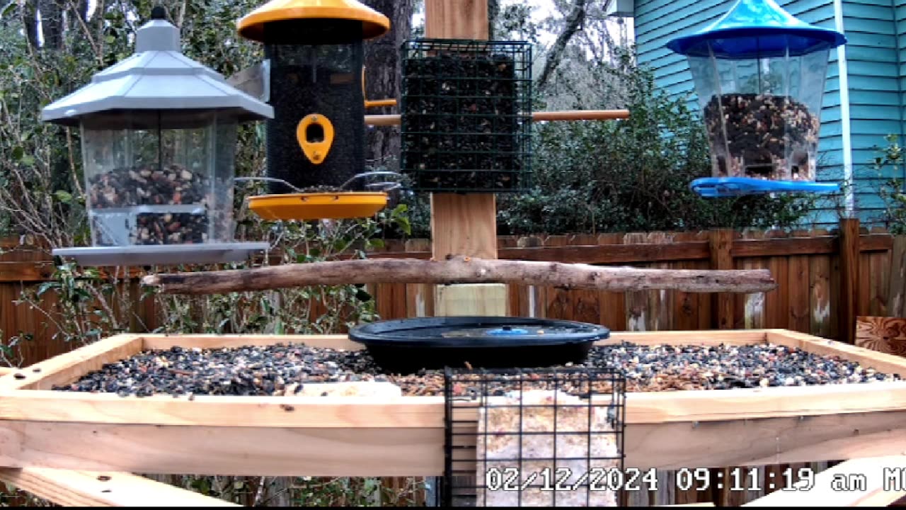 Relaxing Live Bird Cam