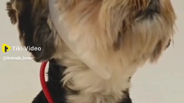 Cute doctor dog, dog funny video