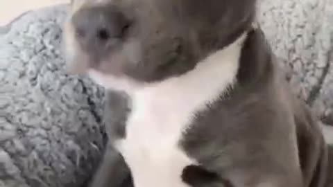 i''m the boss cute dog videos