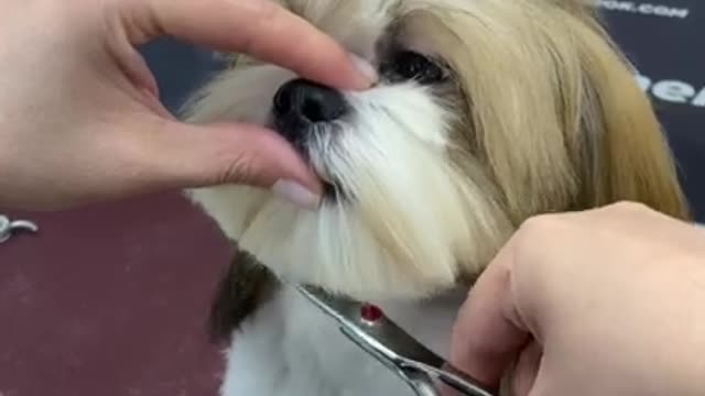 Shih Tzu grooming - GroomerOK #shorts