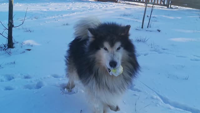 dog look like lion