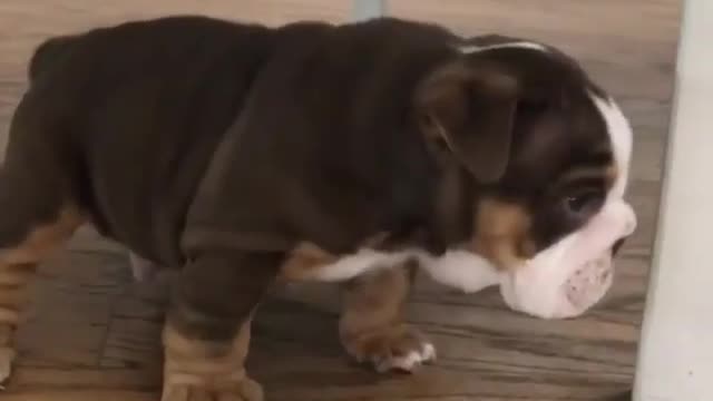 Dog and table