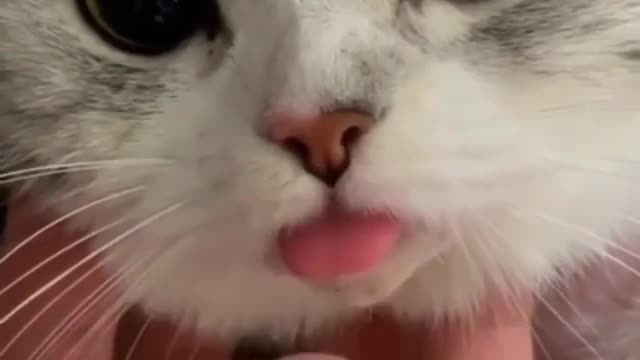 For more cut kitiies 🤣😂