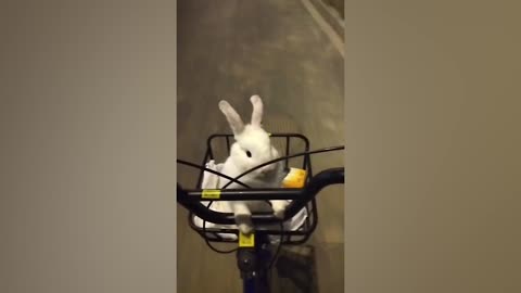 The rabbit on the bike ~so cute