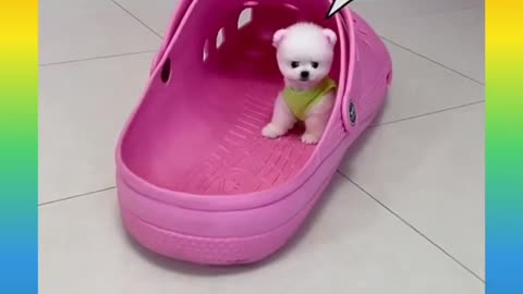 Cute and Funny Cat and Dog Video Compilation #shorts #216