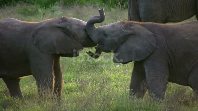 baby elephants playing with trunks in South Africa.