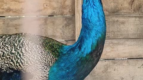 Beautiful & Rare Peacocks in the World