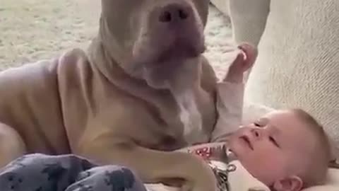 Adorable dog and your Cute Baby.