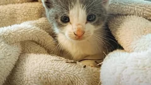 Teeny tiny kitten found all alone in the street