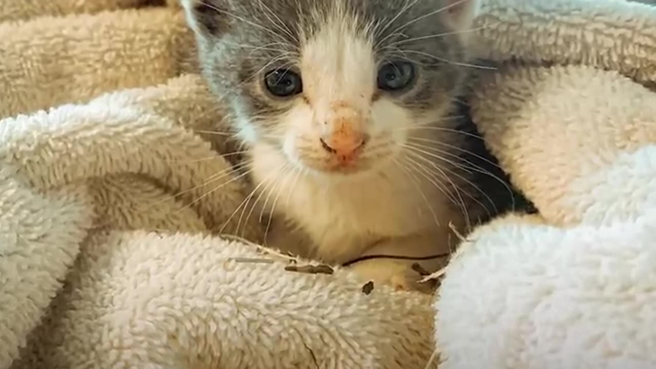 Teeny tiny kitten found all alone in the street