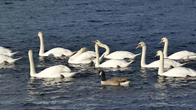 Pelicans and swimming