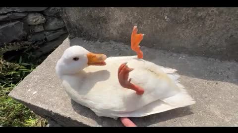 naughty duck