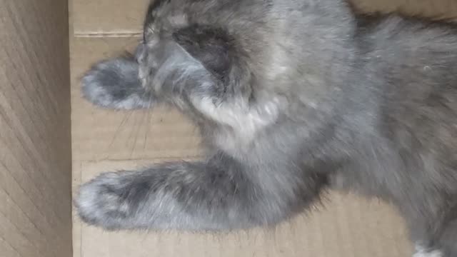 What's in the box