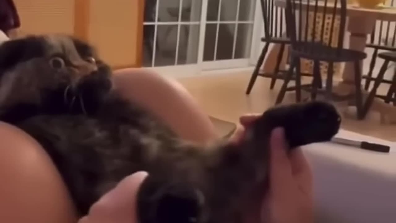 funny cat dancing