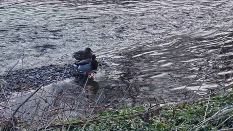 Mallard Ducks In North Wales.