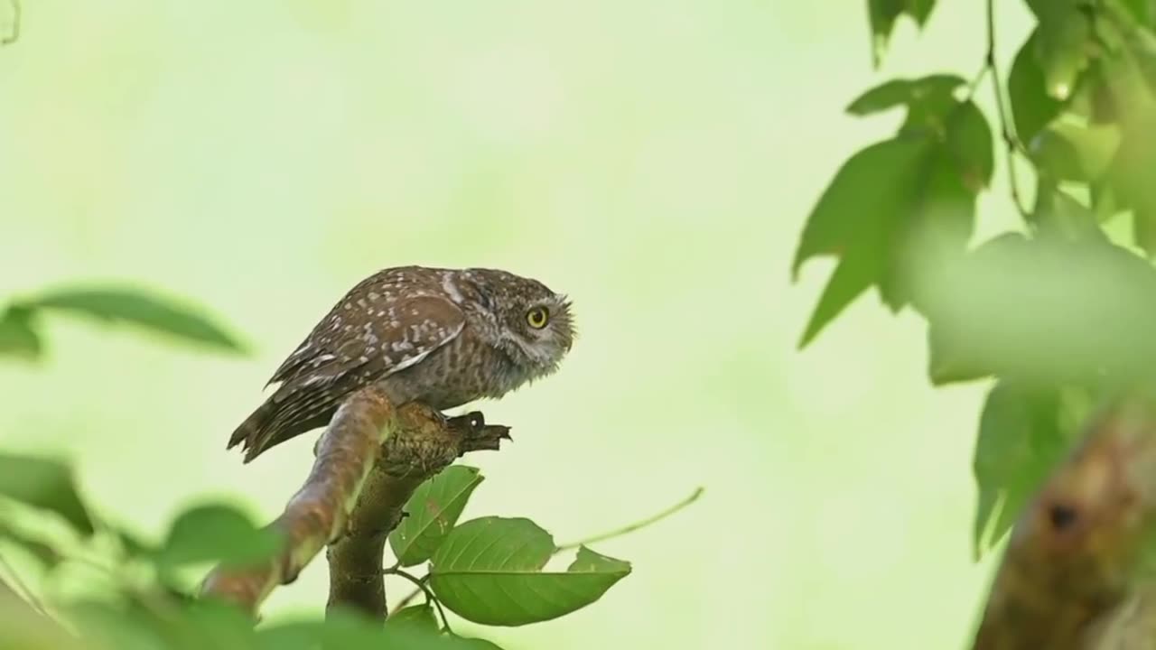 Wildlife & Funs