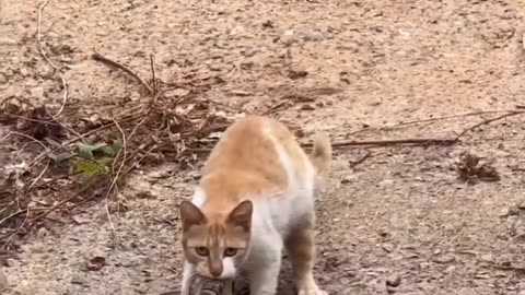 Orange cat and snack