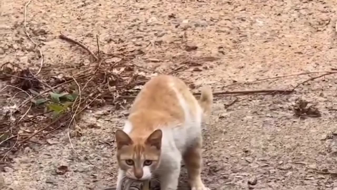 Orange cat and snack