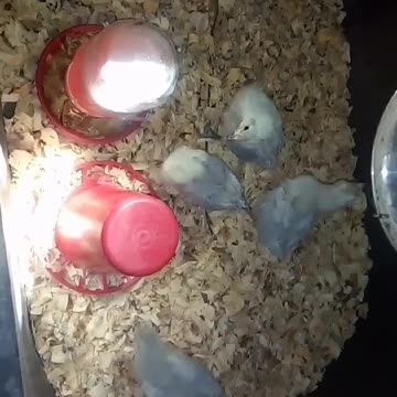 Chicks in a brooder Part 32