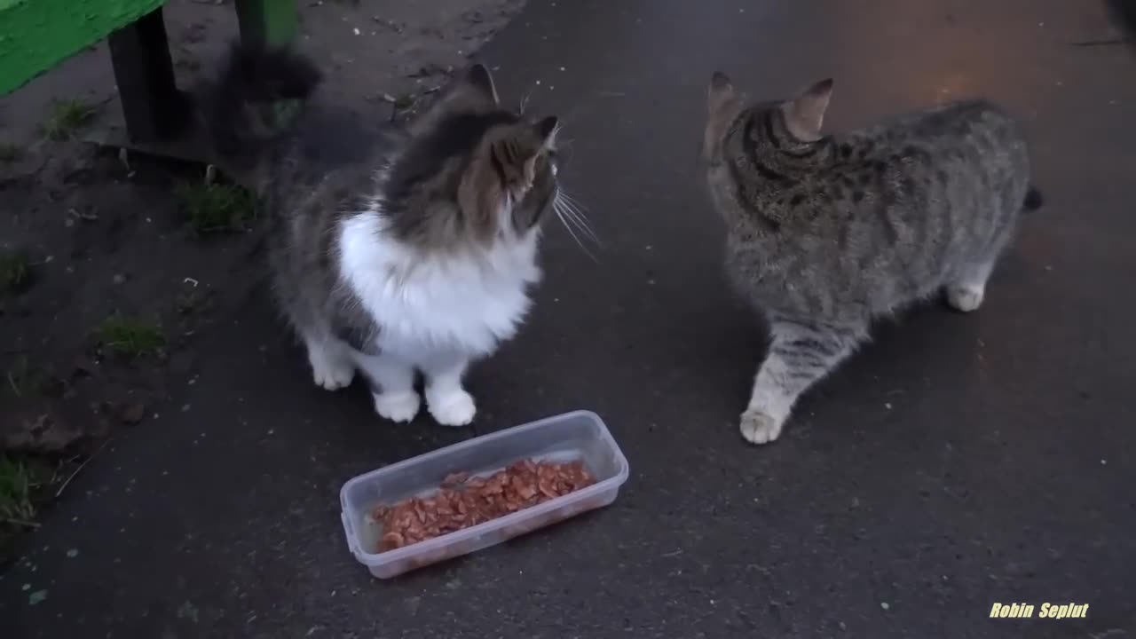 Kittens walk with a tiny chicken Part 21