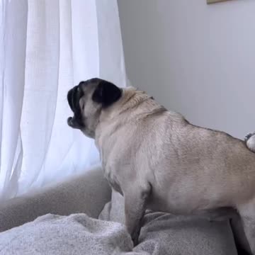 Neighbours kids sound like this little guy 😂