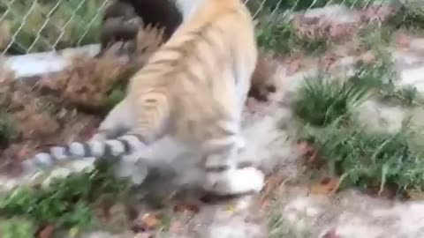 The most dangerous animal meets the tiger cub.