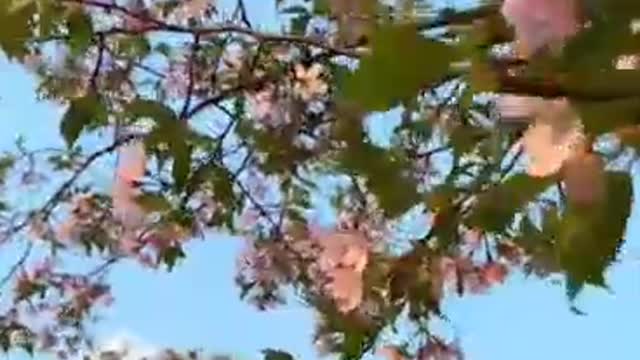 The scenery is picturesque and colorful and beautiful