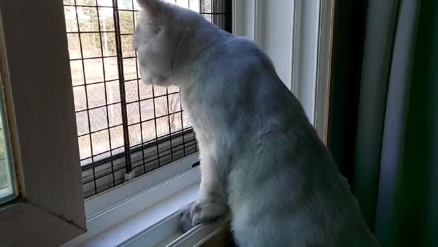 A Persian cat looking out the window.