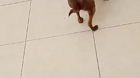 Stupid chihuahua