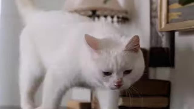 OMG So Cute Cats ♥ Best Funny Cat ❤️🐈Videos 2021