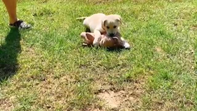 Fight with baby labrador pig doll