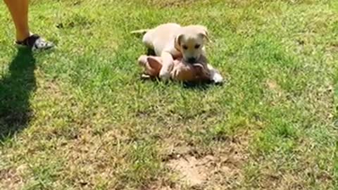 Fight with baby labrador pig doll