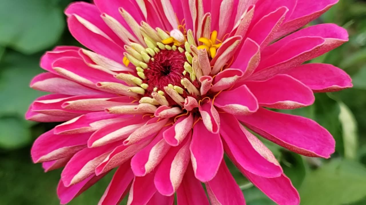 Gorgeous Zinnia